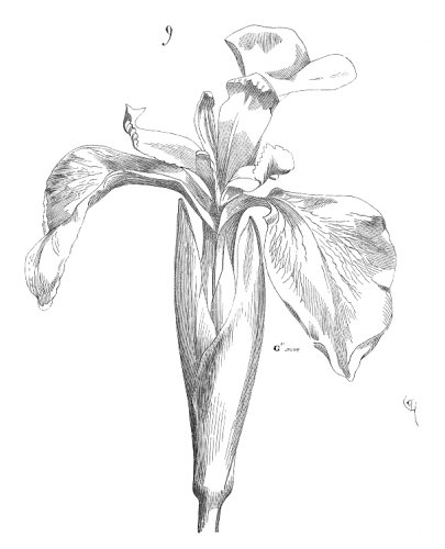 Fleur.iris